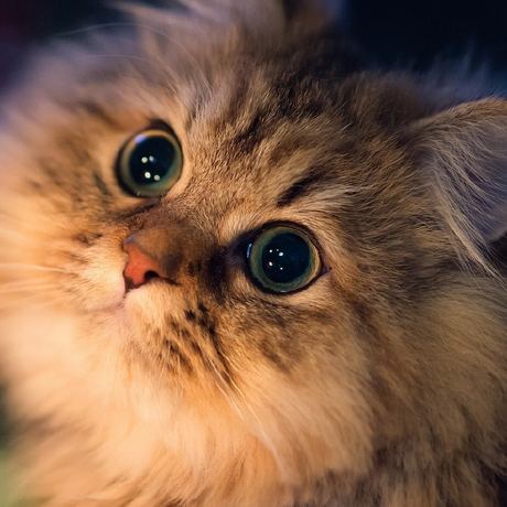 CatW